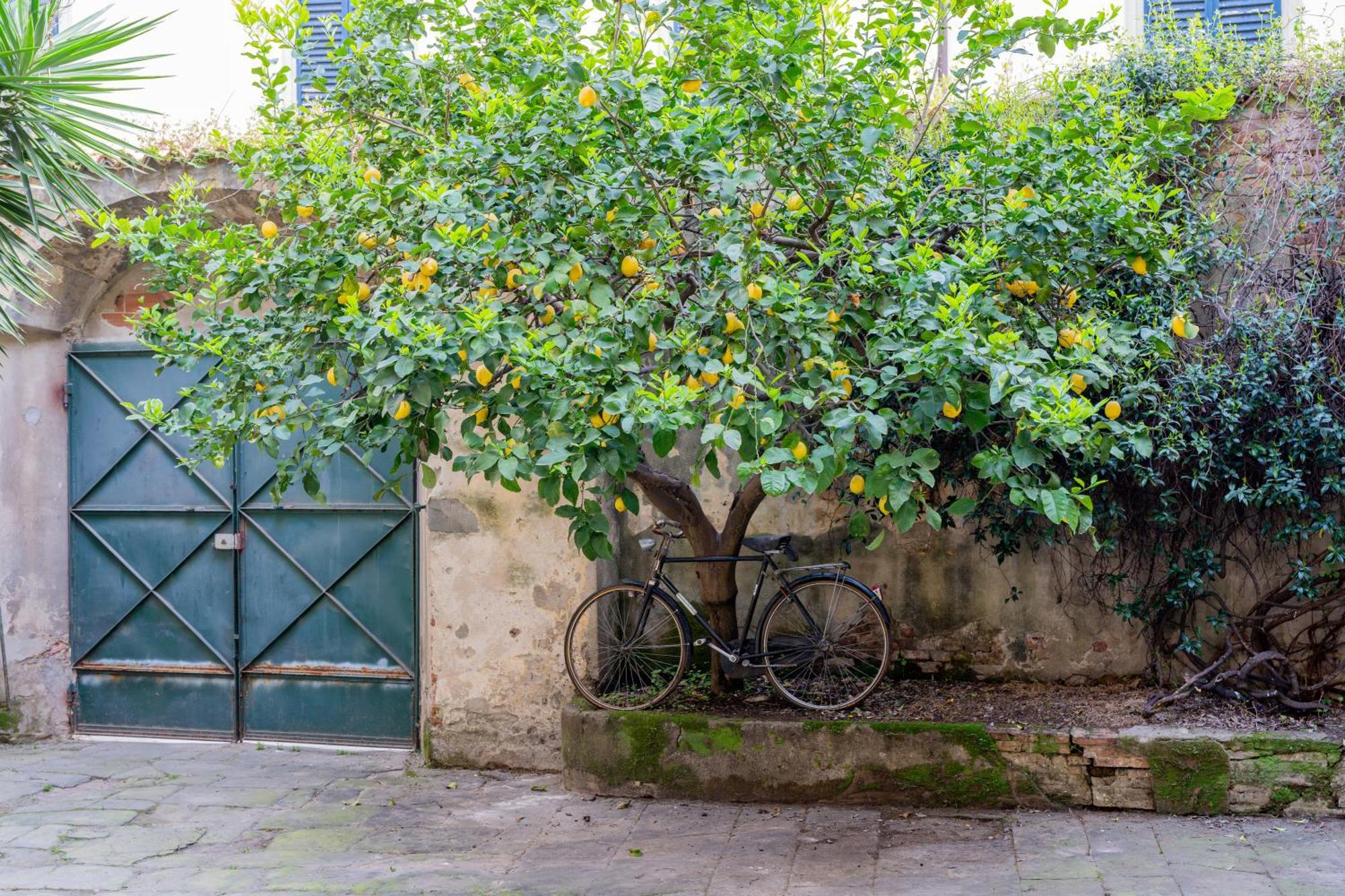 B&B Via Corsica 10 Pisa Exteriér fotografie
